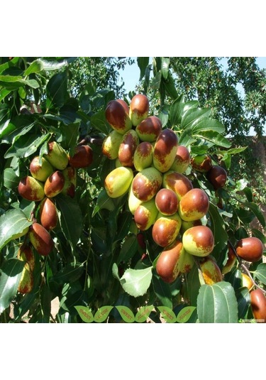 Tüplü İri Meyveli Hünnap Fidanı