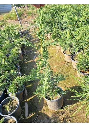 10 Adet Leylandi, Saksılı 70 cm Üzeri (Çit Çamı)