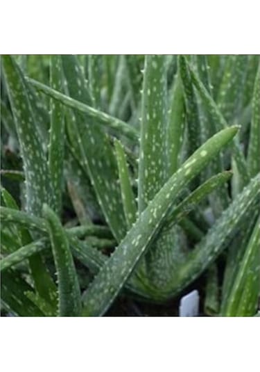 Lokman Aktar Aloe Vera Jel 500 ML