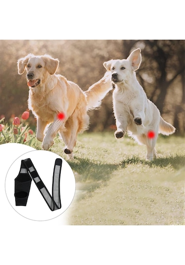 Homyl Köpek Arka Bacak Hock Koruyucu Kılıf Yaraları Korur M