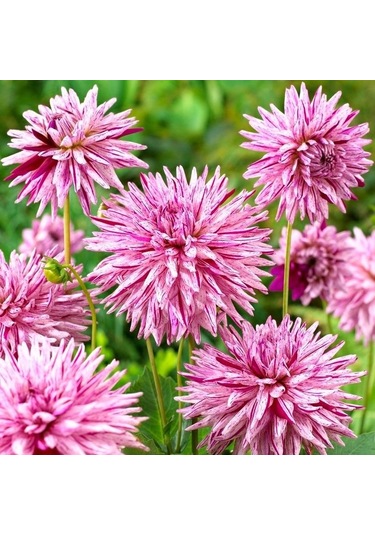 Çift Renk Striped Ambition Dahlia Yıldız Çiçeği Yumrusu 1 Adet