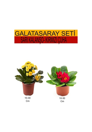 2'li Takım Seti Sarı Kalanşo+ Kırmızı Çuha Çiçeği