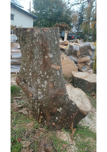 Kayın Ağacı Tomruk - Kütük - Boy 72cm Çapı 100-140 Cm 72x110