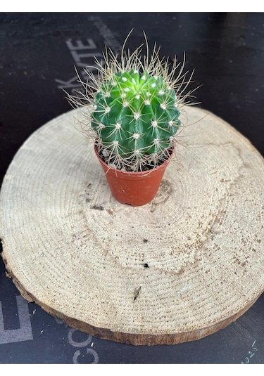 Echinopsis Eyriesii Kaktüs