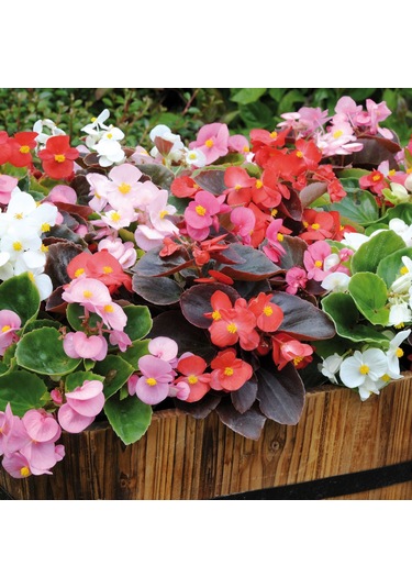 Karışık Renk Şeker Begonya Kırmızı-pembe Beyaz 1 Adet 10-20 Cm