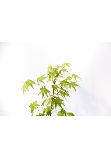 Bonsai Japon Akçaağacı Acer Palmatum Gri Saksıda 2 Adet