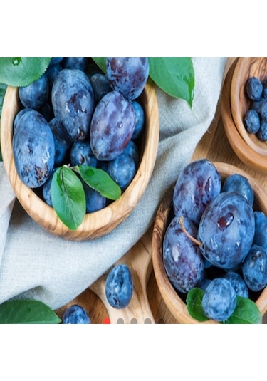 Mürdüm Eriği Tohumu 100 Adet