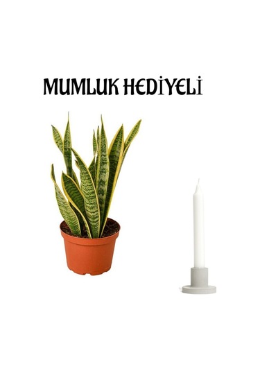 Kadınlar Gününe Özel Hediyelik Sarı Alacalı Kılıç Bitkisi Mumluk Hediyeli Çiçek