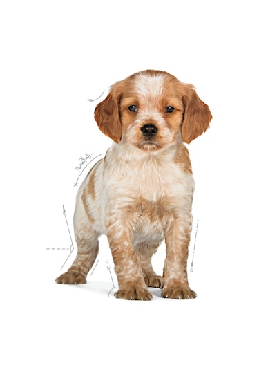 Royal Canin Medium Puppy Orta Irk Yavru Köpek Maması 15 KG