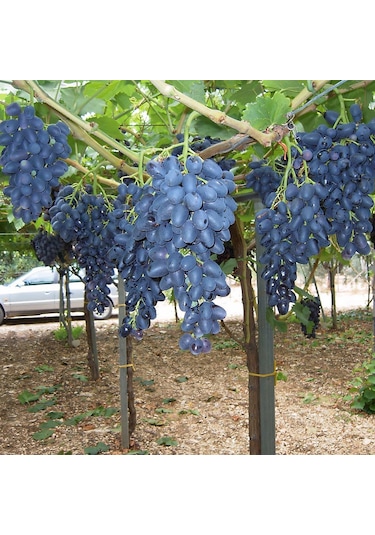 Çekirdeksiz Siyah Hatun Parmağı Cinsi Üzüm Fidanı