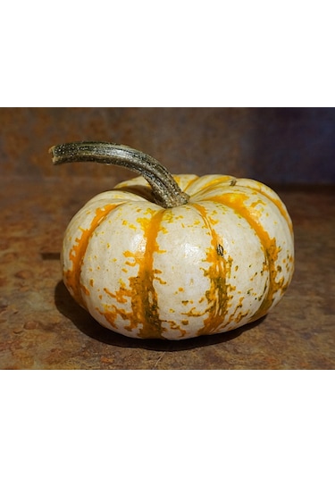 Minyatür Tiger Süs Kabağı Tohumu