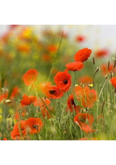 Turuncu Gelincik Çiçeği Tohumu Doğal 30 Tohum