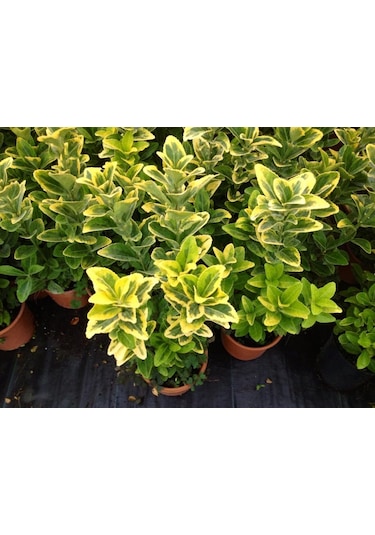 Gold Taflan 10 Adet - Sarı Çit Bitkisi