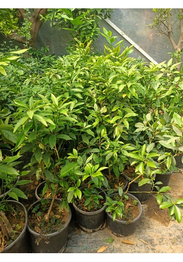 Kumkuat Fidanı Tüplü 40-60 Cm