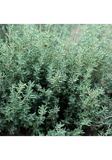 100+ Organik Kışa Dayanıklı Kekik Tohumu N111925