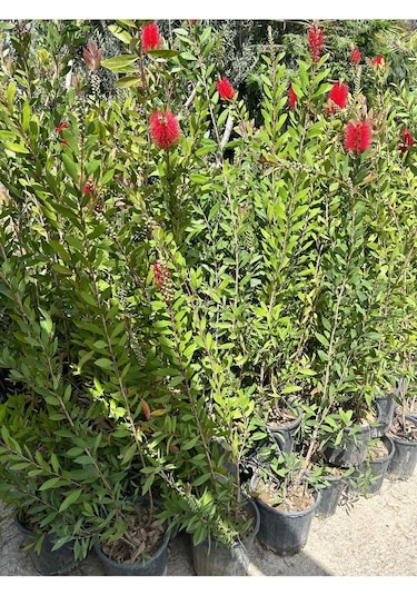 Fırça Çalısı Çiçeği