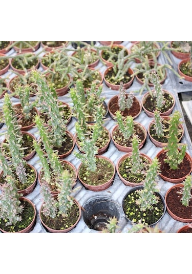 Meksika Kaktüs 5.5 Cm Saksıda