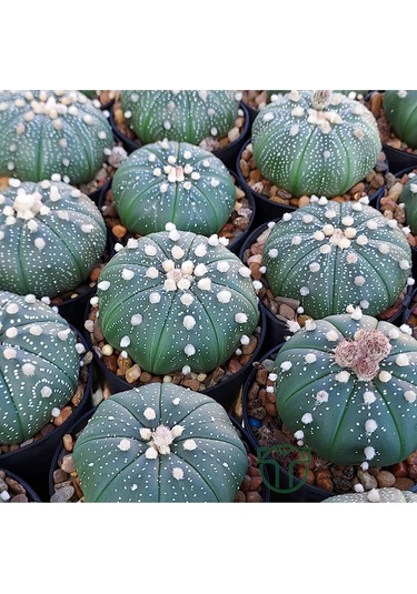 Astrophytum Asterias Serisi 1 Adet Nadir Koleksiyon Kaktüs 5.5 Cm