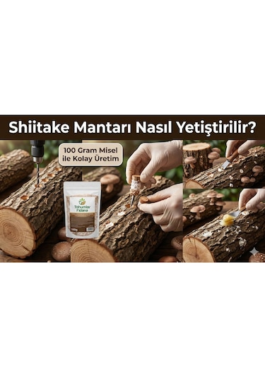 100 Gram Shiitake Mantar Tohumu Miseli