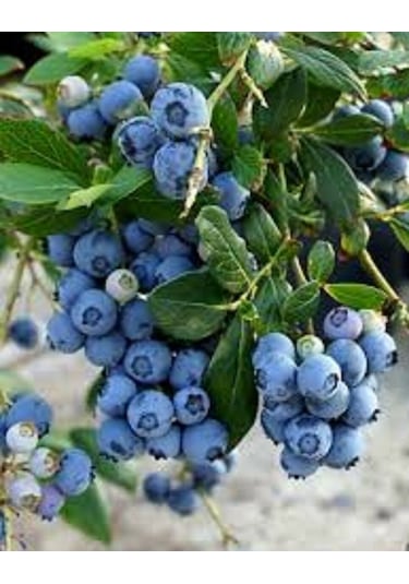 2 Adet Tüplü Yaban Mersini Vaccinium Corymbosum Fidanı - 2 Yaşı