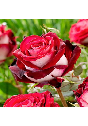 Osiria Türk Gülü Yediveren Gül Çiçeği Fidesi 1 Adet Paper Potta