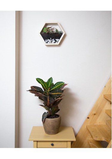 Tekli Altıgen Ahşap Duvar Saksısı (Masif Ahşap)