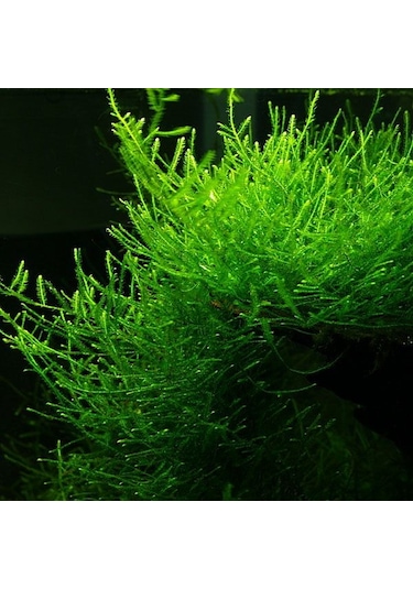 Java Moss Akvaryum Bitkisi 5x5 Paslanmaz Tele Sarılı 10'lu Paket