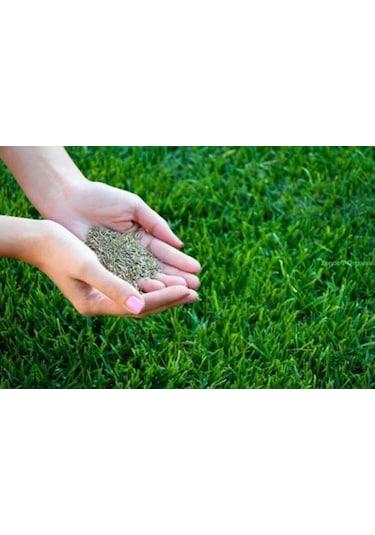Çim Tohumu 1 KG Dinamik 6M Dayanıklı Çim Tohumu
