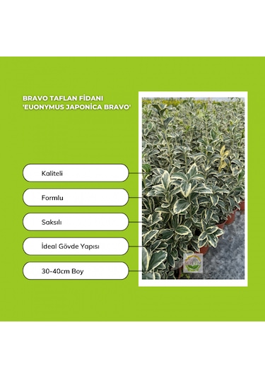 10 Adet Brovo Taflan Fidanı Paketi 'euonymus Japonica '