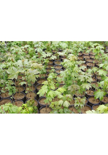 Akçaağaç Fidanı - Acer Platanoides