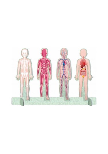 Human Body - The Ultimate Atlas Canlı Renkler