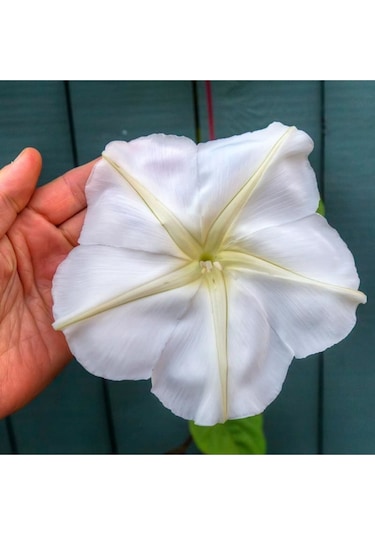 Mehtap Sefası Parfüm Kokulu Sarmaşık Tohumu Ipomoea Alba