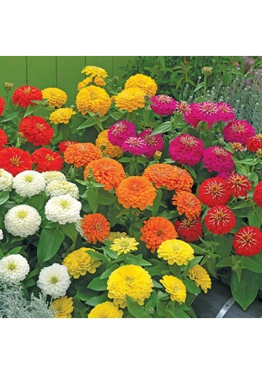 Zinna Çiçeği Tohumu 30 Adet Zinnia Do Cinnamon Seed N11638