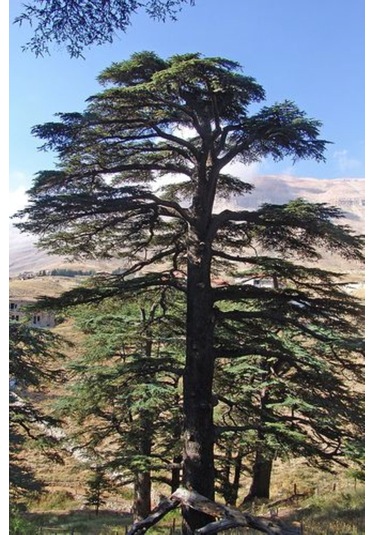 Toros Sedir Fidanı 30-50 Cm Boyunda, Dayanıklı Çam Ağacı