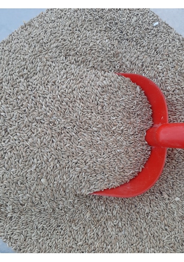 Mh Sade Kanarya Yemi Kaliteli Açık 2 KG