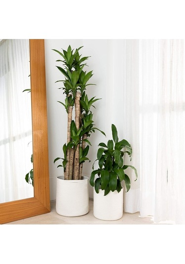 Ikili Dekoratif Jüt Saplı Hasır Sepet Saksı 30 Cm Ve 25 Cm , Dekoratif Saksı Ve Havluluk Beyaz