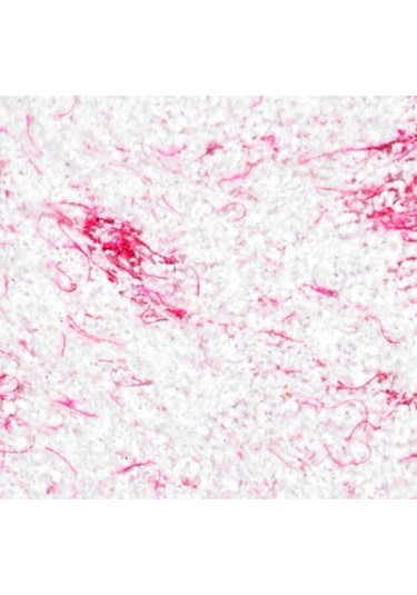 Ipek Sıva (103938623)