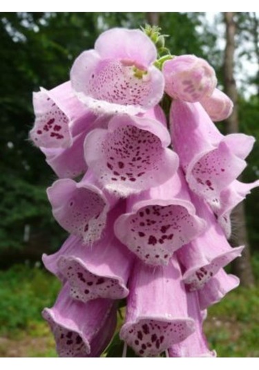 Pembe Kadeh Çiçeği Tohumu Ekim Seti