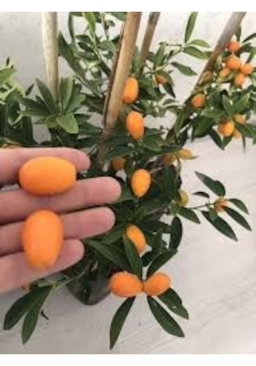 Bodur Kamkat Tohumu Ekim Seti 3 Tohum + Saksı + Toprak