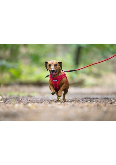 Beeztees Köpek Göğüs Tasması, Neopren, Kırmızı, Xs, 30-35cm Çok Renkli