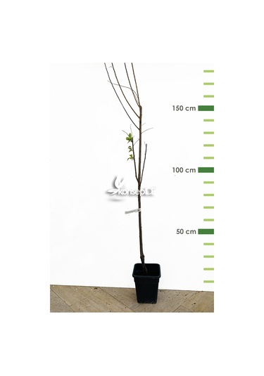 Erik Angeleno Fidanı N11.222