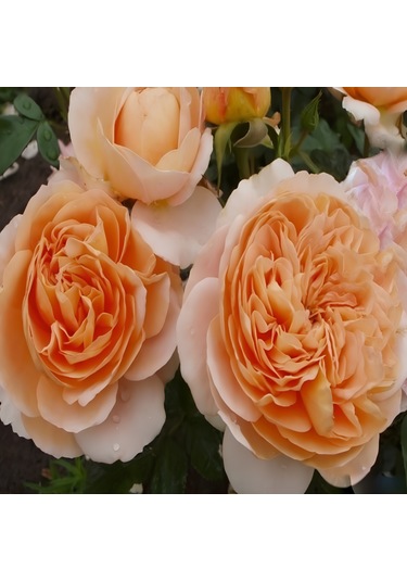 Tüplü Katmerli Yediveren Kokulu Sangerhauser Kavuniçi Gül Fidanı