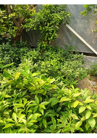 Kumkuat Fidanı Tüplü 40-60 Cm