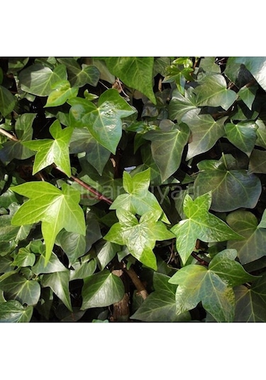 Hedera Sarmaşığı Fidesi - Hedera Helix 35-45 Cm Canlı Bıtkı