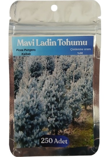 100 Adet Mavi Ladin Tohumu, Picea Pungens Kaibab
