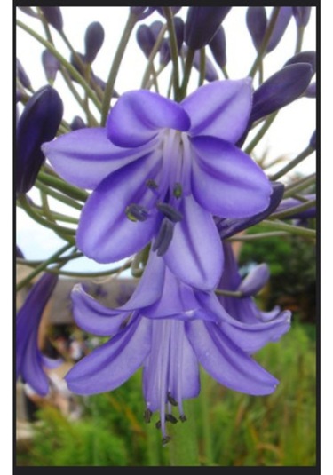 2 Adet Kokulu Nadir Mavi Renk Zambak Lilyum Çiçek Soğan