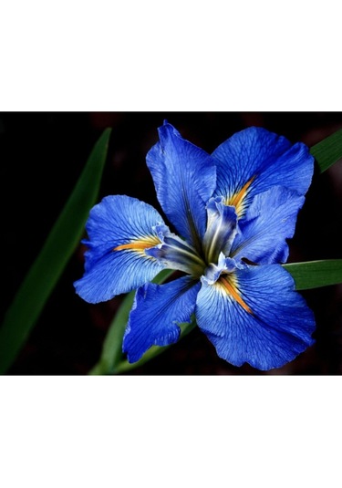 Gece Mavisi Iris Süsen Soganı 2 Adet