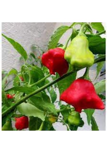 100 Adet Tohum Nadir Organik Hobi Bahçe Balkon Gül Biber Biberi Hobi Bahçe Köy Tohumu..