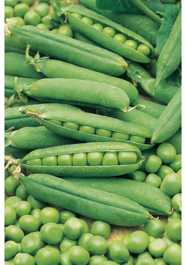 +100 Adet Bezelye Tohumu