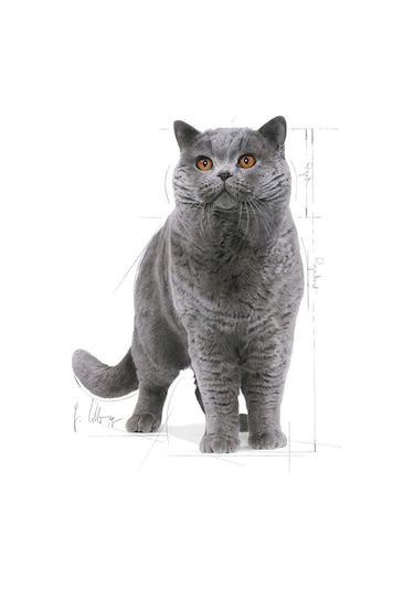 British Shorthair Yetişkin Kedi Maması 400 Gr X 2 Adet